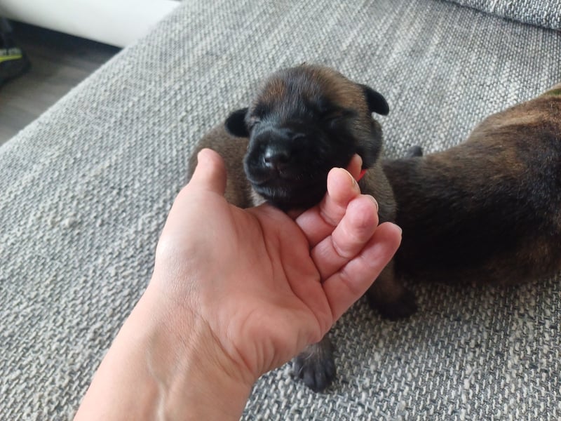 Malinois und  X Herder Mischling