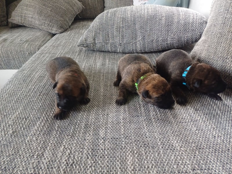 Malinois und  X Herder Mischling