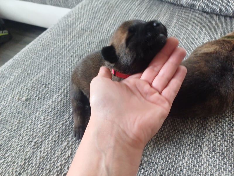Malinois und  X Herder Mischling