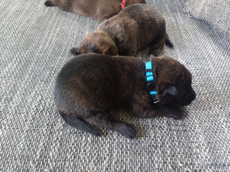 Malinois und  X Herder Mischling