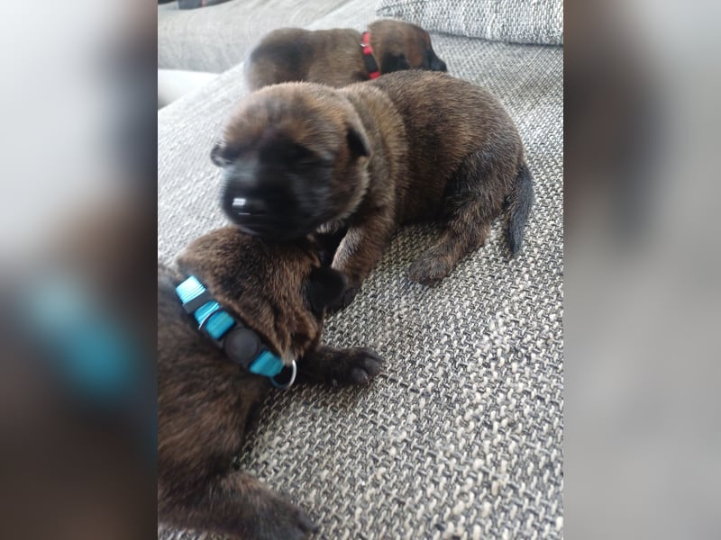 Malinois und  X Herder Mischling