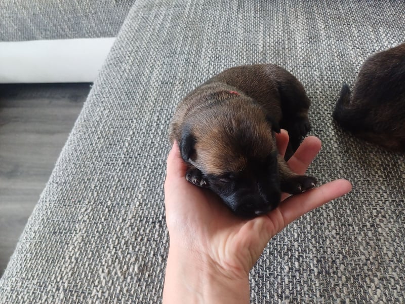 Malinois und  X Herder Mischling