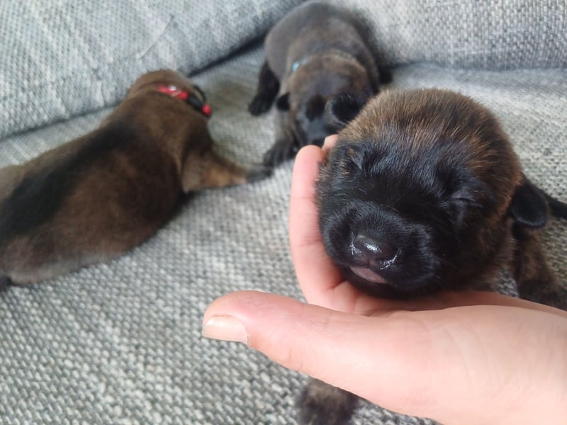 Malinois und  X Herder Mischling