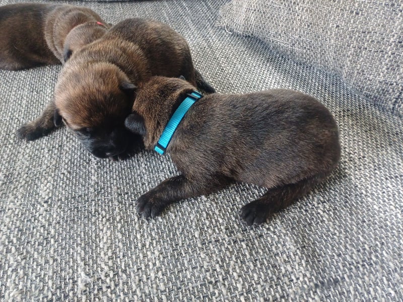Malinois und  X Herder Mischling