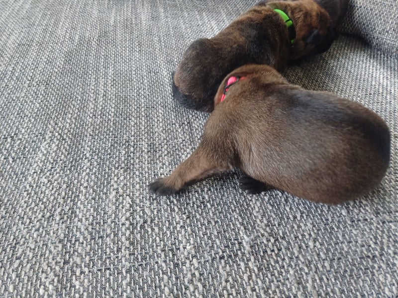 Malinois und  X Herder Mischling