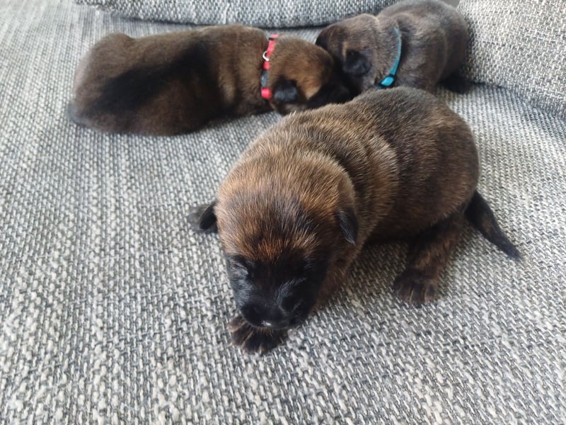 Malinois und  X Herder Mischling