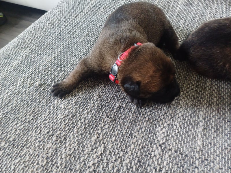 Malinois und  X Herder Mischling