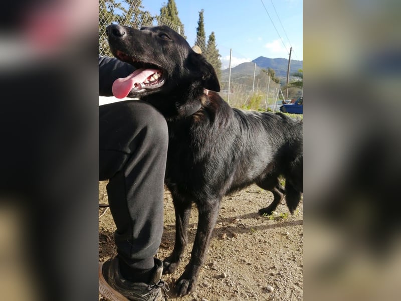 Traum-Hund Gris sucht seine Familie
