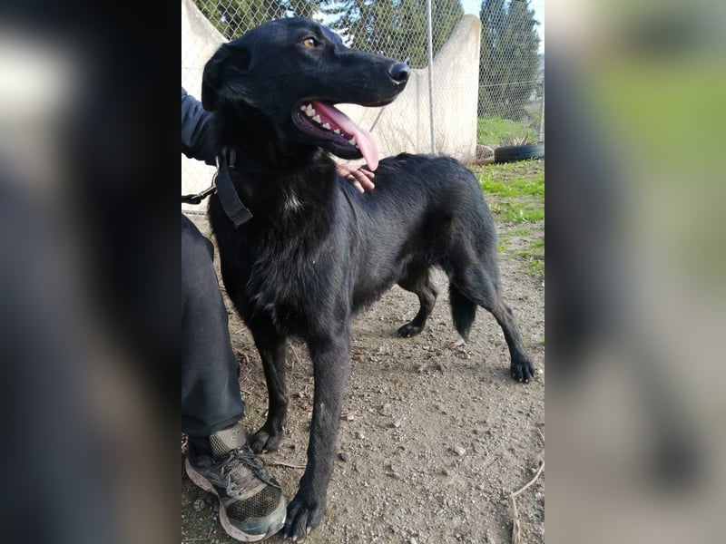 Traum-Hund Gris sucht seine Familie