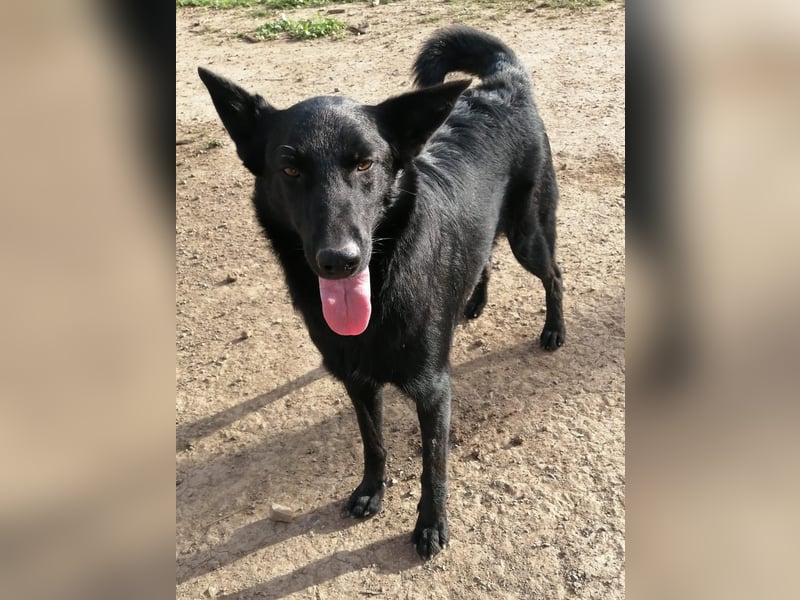 Traum-Hund Gris sucht seine Familie