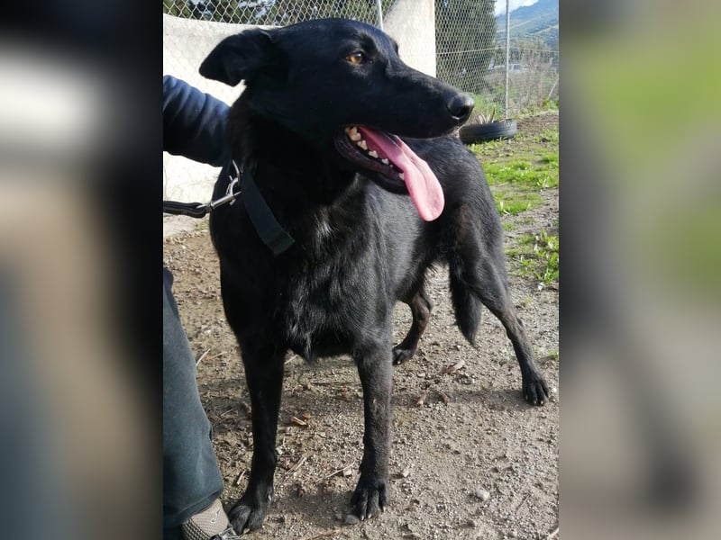Traum-Hund Gris sucht seine Familie