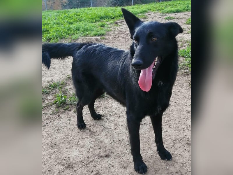 Traum-Hund Gris sucht seine Familie