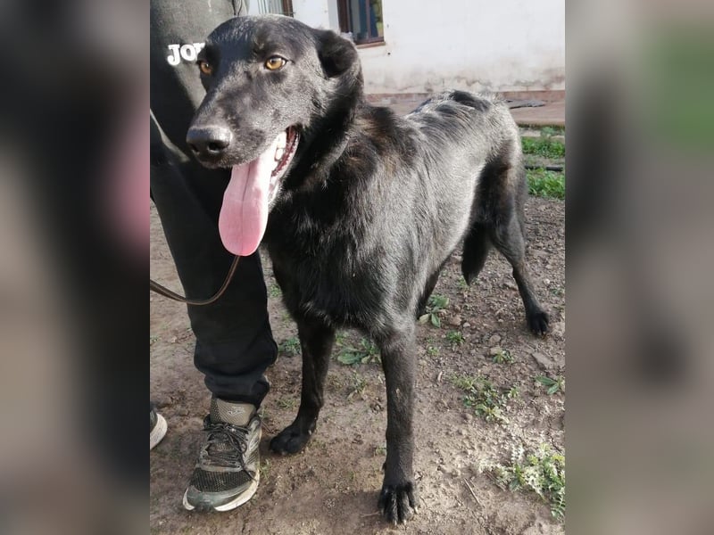 Traum-Hund Gris sucht seine Familie