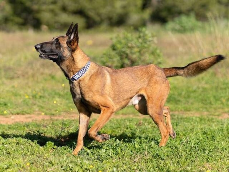 Starky (Spanien) - wunderschöner Malinois sucht aktive Menschen