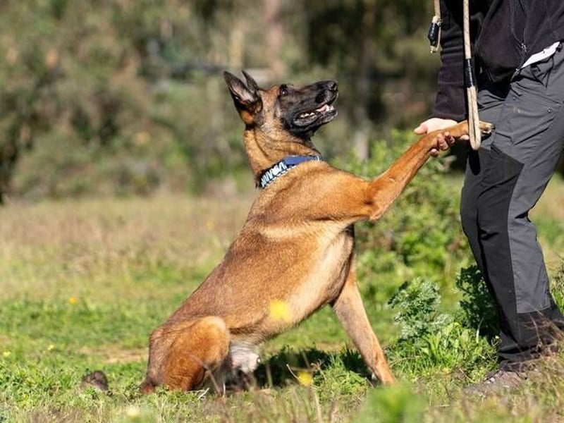 Starky (Spanien) - wunderschöner Malinois sucht aktive Menschen