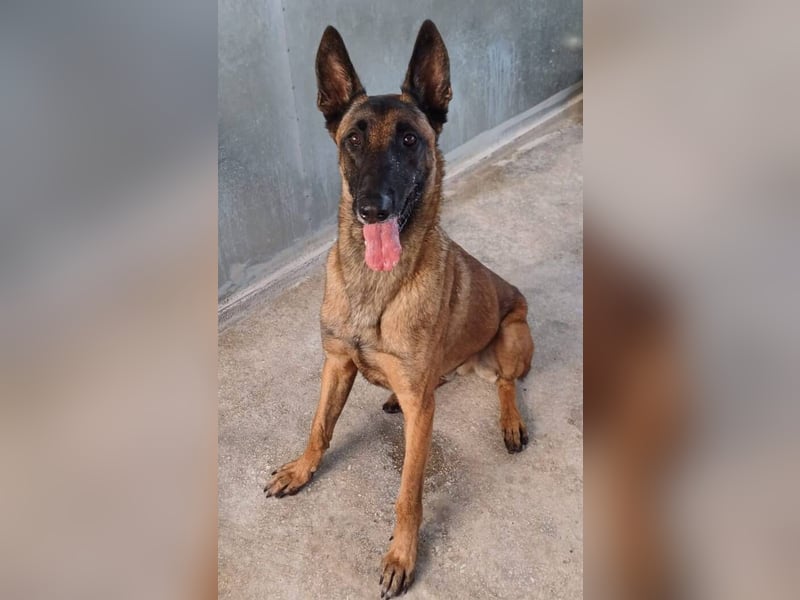 Starky (Spanien) - wunderschöner Malinois sucht aktive Menschen