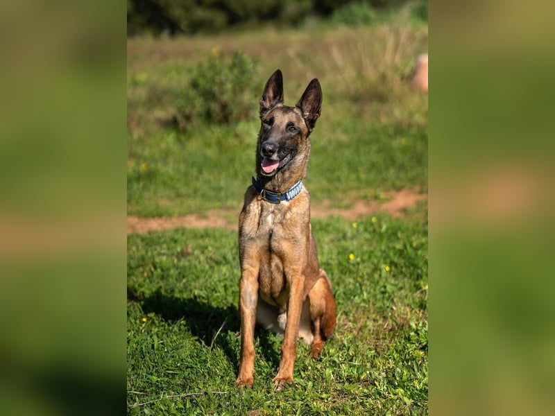 Starky (Spanien) - wunderschöner Malinois sucht aktive Menschen