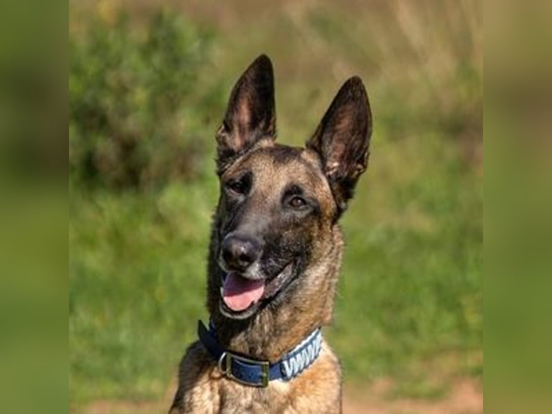 Starky (Spanien) - wunderschöner Malinois sucht aktive Menschen
