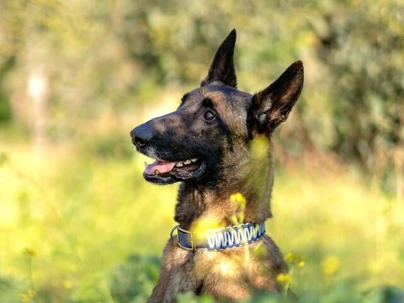 Starky (Spanien) - wunderschöner Malinois sucht aktive Menschen