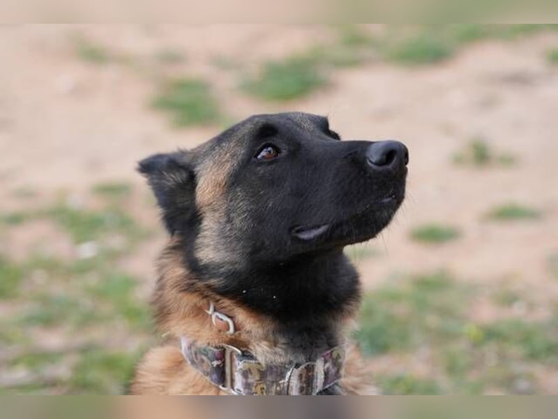 Hudson (Spanien) – unser Kein-Ohr-Malli
