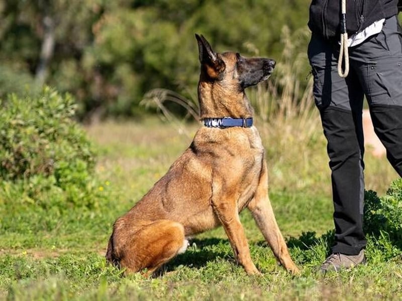 Starky (Spanien) - wunderschöner Malinois sucht aktive Menschen