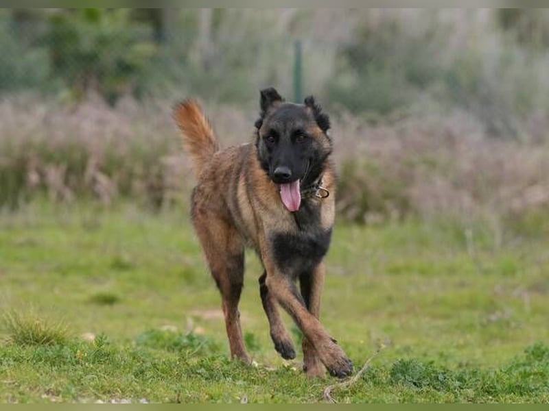 Hudson (Spanien) – unser Kein-Ohr-Malli