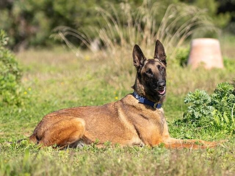 Starky (Spanien) - wunderschöner Malinois sucht aktive Menschen