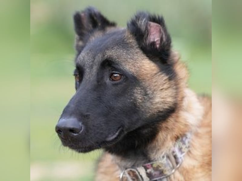 Hudson (Spanien) – unser Kein-Ohr-Malli