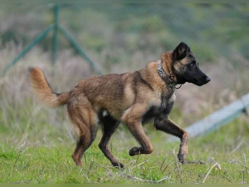 Hudson (Spanien) – unser Kein-Ohr-Malli