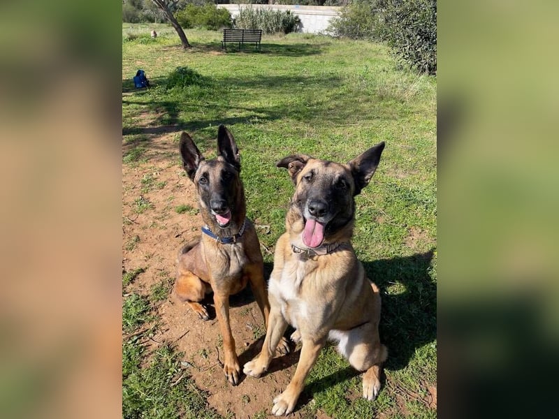 Starky (Spanien) - wunderschöner Malinois sucht aktive Menschen