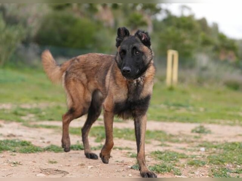 Hudson (Spanien) – unser Kein-Ohr-Malli