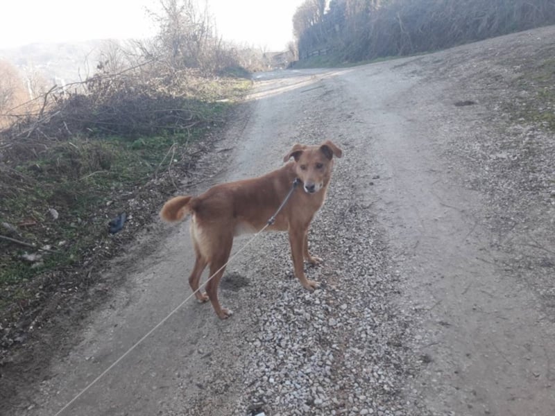 Pollux