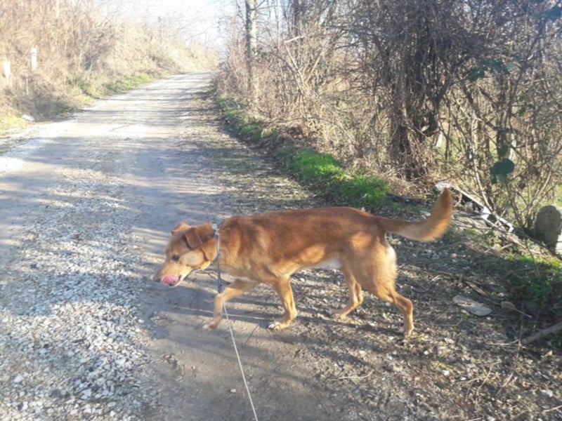 Pollux