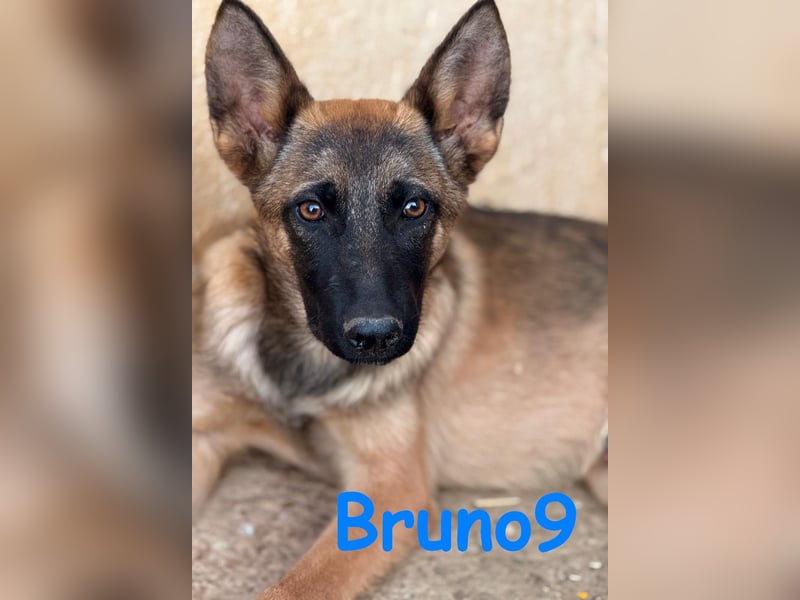 Bruno9 11/2024 (ESP) - sportlicher Malinois-Schäferhund-Mix Welpe!