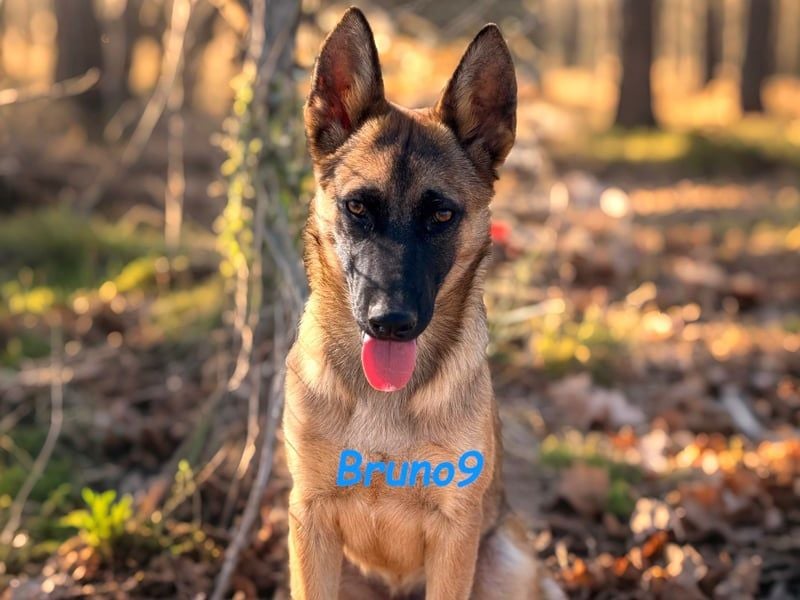 Bruno9 geb. 11/2024 (ESP) - sportlicher Malinois-Schäferhund-Mix Welpe!