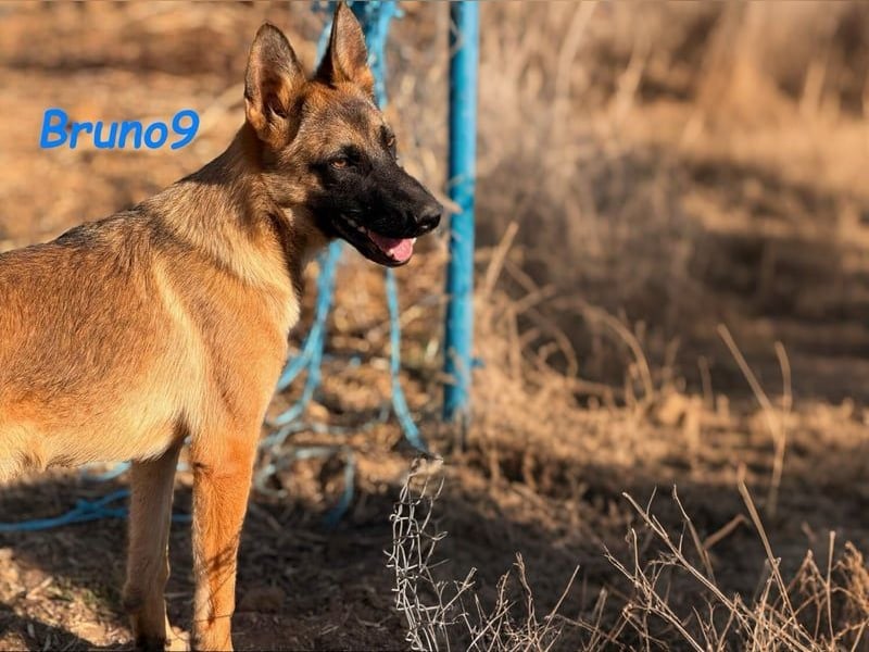 Bruno9 geb. 11/2024 (ESP) - sportlicher Malinois-Schäferhund-Mix Welpe!