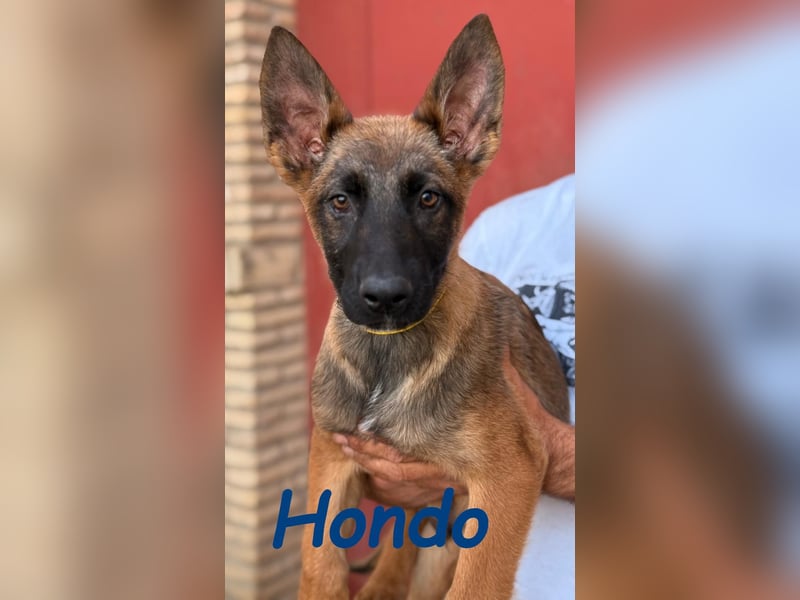 Hondo 11/2024 (ESP) - verspielter Malinois-Schäferhund-Mix Welpe!