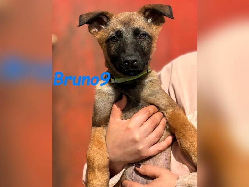 Bruno9 11/2024 (ESP) - sportlicher Malinois-Schäferhund-Mix Welpe!