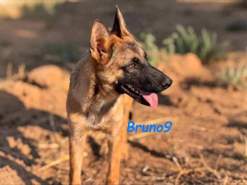 Bruno9 geb. 11/2024 (ESP) - sportlicher Malinois-Schäferhund-Mix Welpe!
