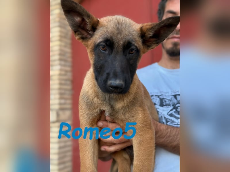 Romeo5 11/2024 (ESP) - aktiver Malinois-Schäferhund-Mix Welpe!