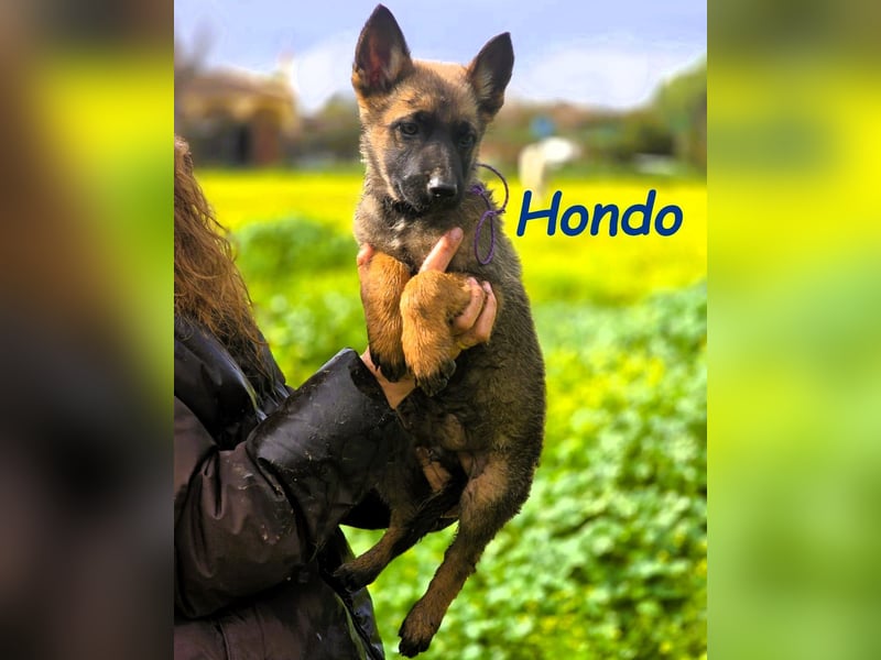 Hondo 11/2024 (ESP) - verspielter Malinois-Schäferhund-Mix Welpe!