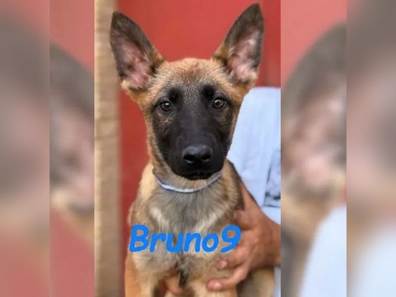 Bruno9 11/2024 (ESP) - sportlicher Malinois-Schäferhund-Mix Welpe!