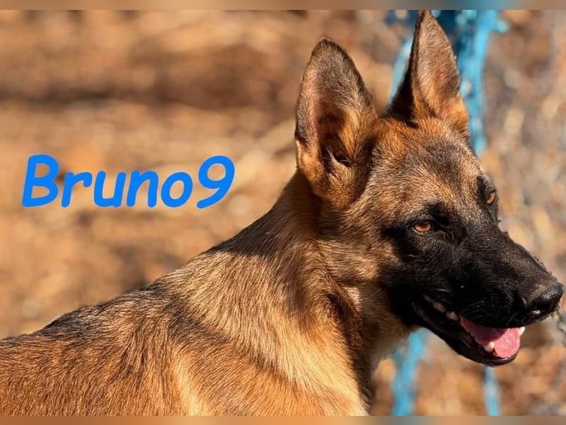 Bruno9 geb. 11/2024 (ESP) - sportlicher Malinois-Schäferhund-Mix Welpe!