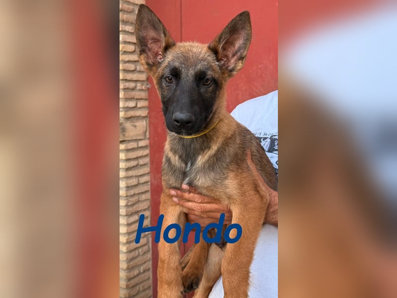 Hondo 11/2024 (ESP) - verspielter Malinois-Schäferhund-Mix Welpe!