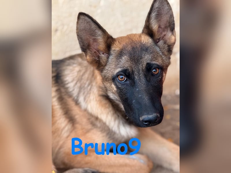 Bruno9 11/2024 (ESP) - sportlicher Malinois-Schäferhund-Mix Welpe!
