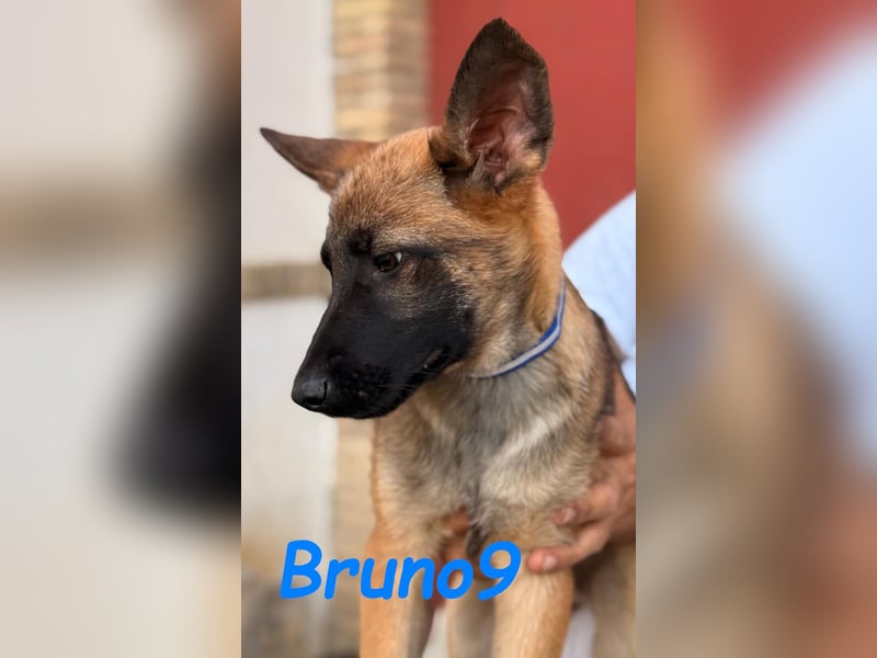 Bruno9 11/2024 (ESP) - sportlicher Malinois-Schäferhund-Mix Welpe!