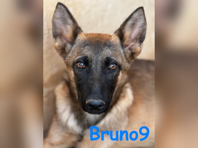 Bruno9 11/2024 (ESP) - sportlicher Malinois-Schäferhund-Mix Welpe!