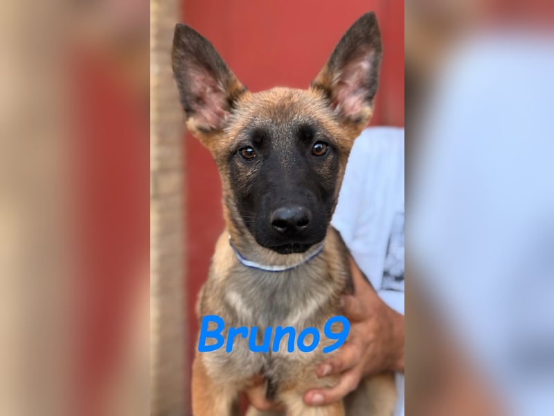 Bruno9 11/2024 (ESP) - sportlicher Malinois-Schäferhund-Mix Welpe!