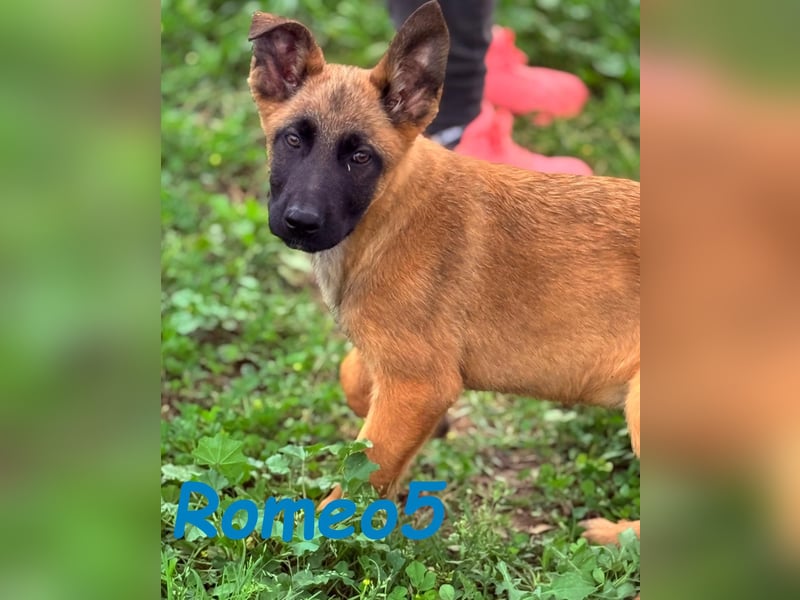 Romeo5 11/2024 (ESP) - aktiver Malinois-Schäferhund-Mix Welpe!