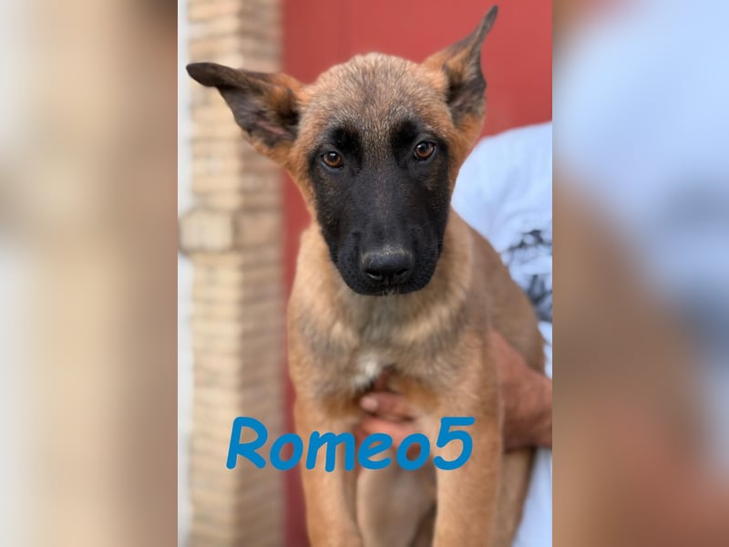 Romeo5 11/2024 (ESP) - aktiver Malinois-Schäferhund-Mix Welpe!